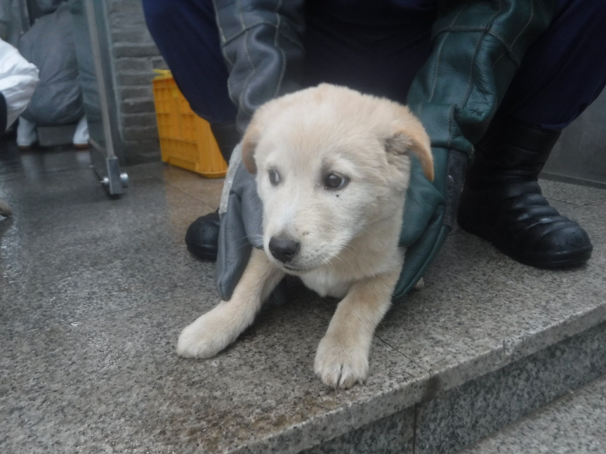제주 동물보호센터_450650202300910